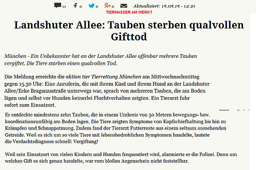 Münchner Merkur- Landshuter Allee - Tauben sterben qualvollen Gifttod