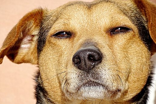 Bei einer Vergiftung mit THC reagieren viele Hunde mit Abgeschlagenheit.