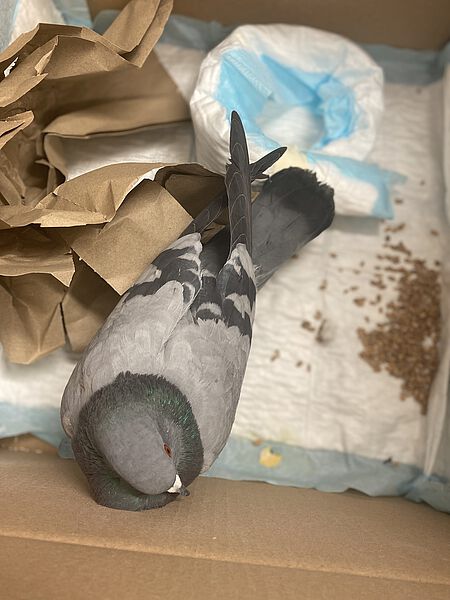 Eine Taube erholte sich in einem Karton.