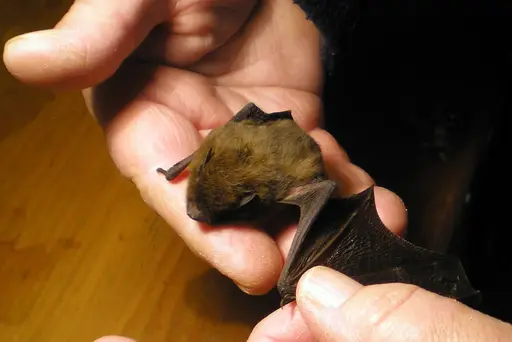 Unsanftes Erwachen einer kleinen Fledermaus