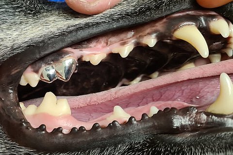 Mittlerweile ist sogar das Überkronen von Zähnen möglich. Mittlerweile ist sogar das Überkronen von Zähnen möglich.