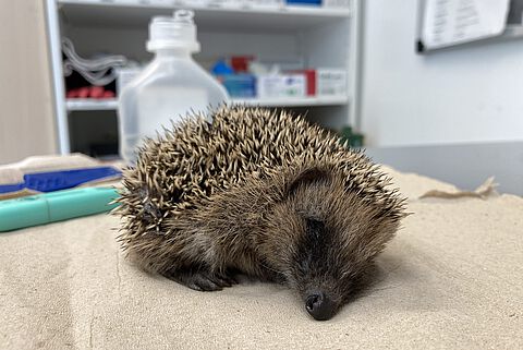 Das gefundene Igelweibchen war stark dehydriert, unterkühlt und apatisch.