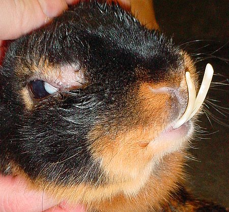 Durch ein Hechtgebiss beim Kaninchen verursachte Verlängerung der unteren Schneidezähne. Durch ein Hechtgebiss beim Kaninchen verursachte Verlängerung der unteren Schneidezähne.