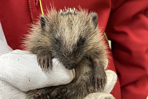 Abgemagerter Igel mit Beinverletzung.