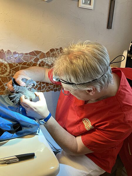 Nach eingehender Untersuchung stand fest: Es muss ein Zahnsanierungstermin erfolgen.