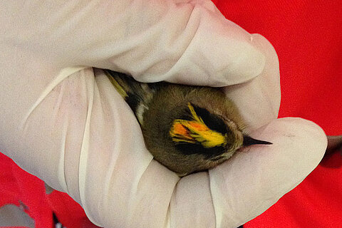 Goldhähnchen Goldhähnchen