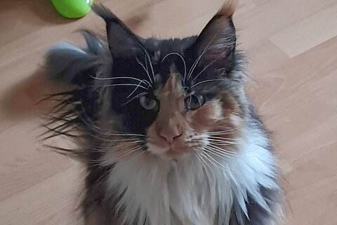 MaineCoon-Katze Tiffy MaineCoon-Katze Tiffy