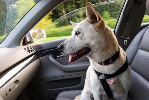 Hund im Auto