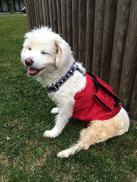 Flocke war auch mit Haltegurt ein glücklicher Hund. Flocke war auch mit Haltegurt ein glücklicher Hund.