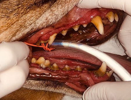 Hundezähne vor einer professionellen Zahnreinigung