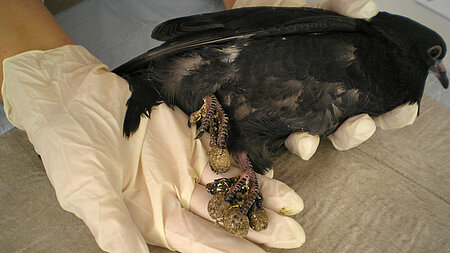 Täubchen mit sehr schweren Beinen