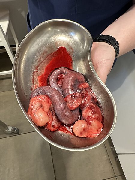 stark eitrige Gebärmutter eine Hundes