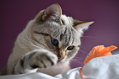 Katze beim Spielen mit Fäden