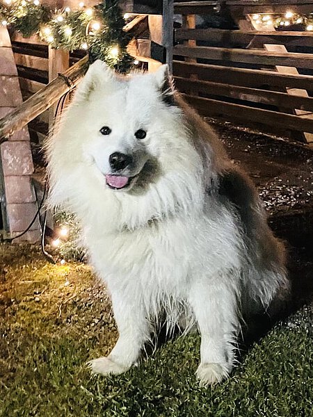 Samojedenrüde Chico. Samojedenrüde Chico.