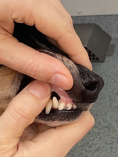 Die Farbe der Schleimhäute gibt wichtige Informationen über den aktuellen Kreislaufzustand. Die Farbe der Schleimhäute gibt wichtige Informationen über den aktuellen Kreislaufzustand.