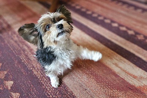 Sensibler Hund – Maxi