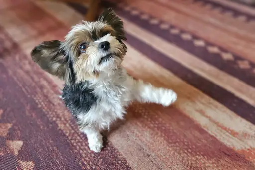 Sensibler Hund – Maxi