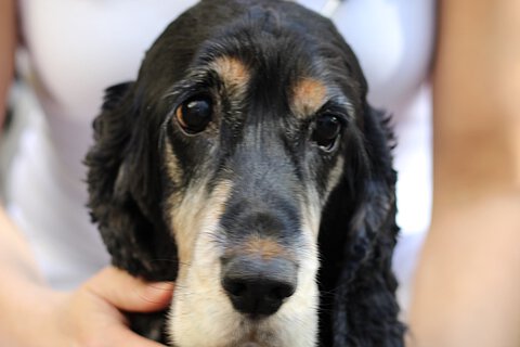 Cockerspaniel Romeo Cockerspaniel Romeo