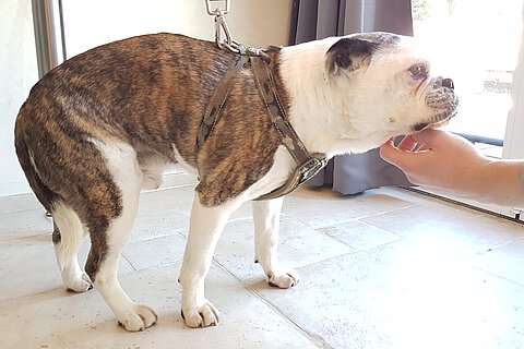 Der Rüde war seit einem Tag apathisch und appetitlos und hatte einen langsamen, leicht schwankenden Gang.