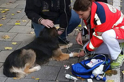 Hund nach Fenstersturz