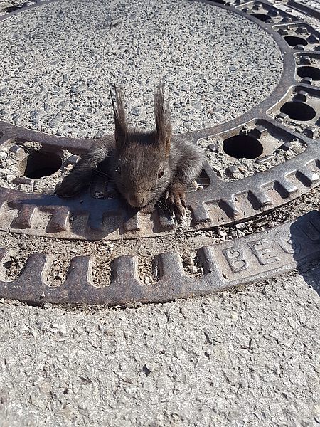 Eichhörnchen in einem Gullideckel eingeklemmt