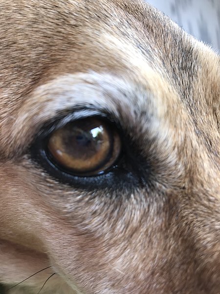 Gesundes, nicht getrübtes Auge. Gesundes, nicht getrübtes Auge.