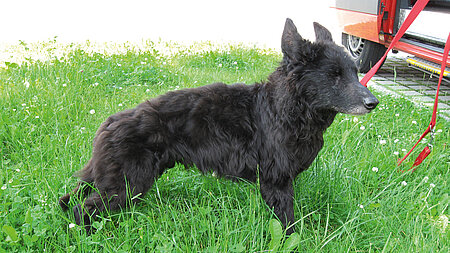 Blackys trauriges Schicksal Blackys trauriges Schicksal