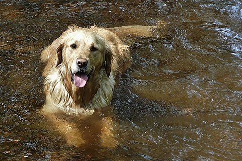 Hund beim Bad Hund beim Bad