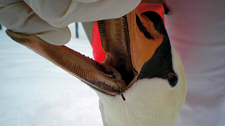 Angelhaken verletzt Schwan