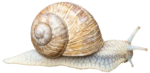 Weinbergschnecke.