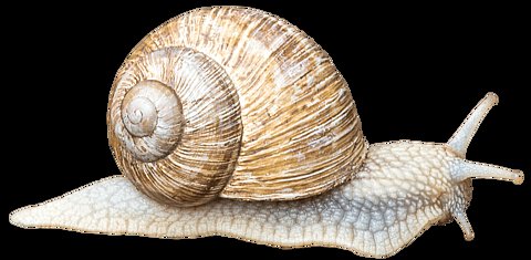 Weinbergschnecke. Weinbergschnecke.