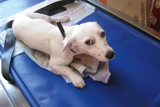 Hund am Mittleren Ring angefahren