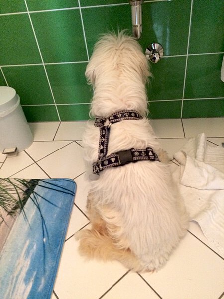 Flocke war manchmal überfordert und starrte auf eine Wand. Flocke war manchmal überfordert und starrte auf eine Wand.