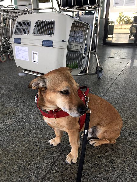 Vor Reiseantritt braucht der Hund Gele‐ genheit, seine Geschäfte zu erledigen.