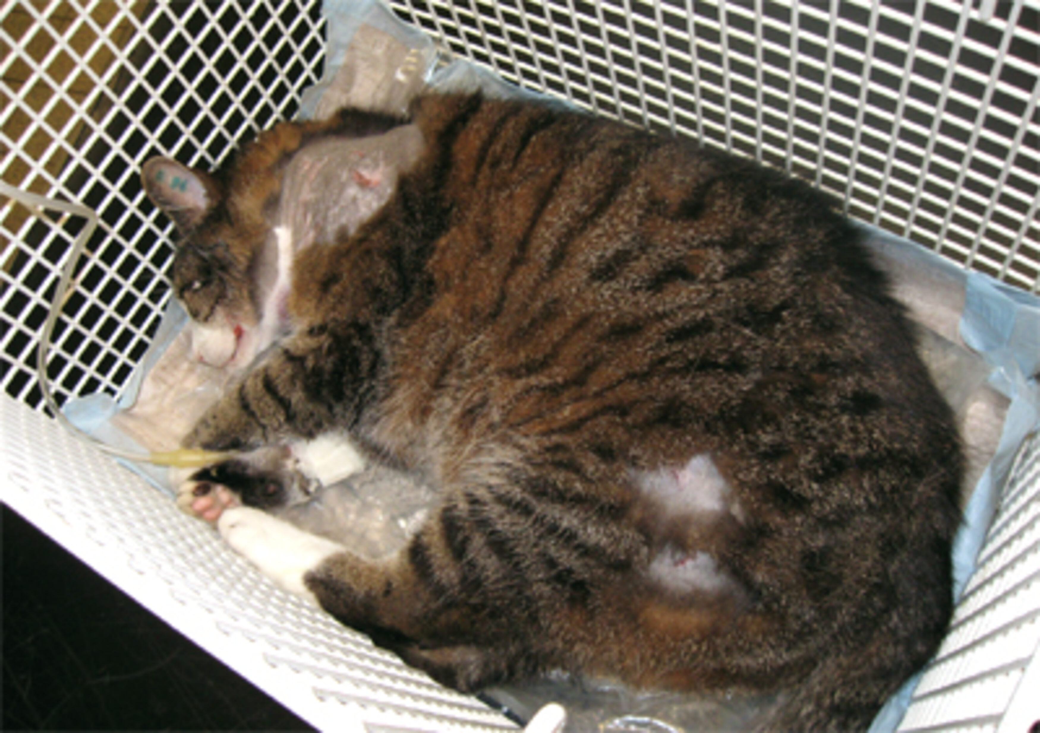 Katze Von Hunden Lebensgefährlich Verletzt Aktion Tier