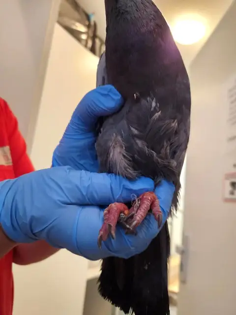 Taube mit Einschnürungen Taube mit Einschnürungen