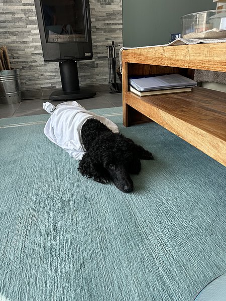 Chiara Mia hat sich glücklicherweise gut erholt. Chiara Mia hat sich glücklicherweise gut erholt.