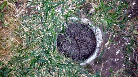 Tierrettung befreit eingeklemmten Igel Tierrettung befreit eingeklemmten Igel