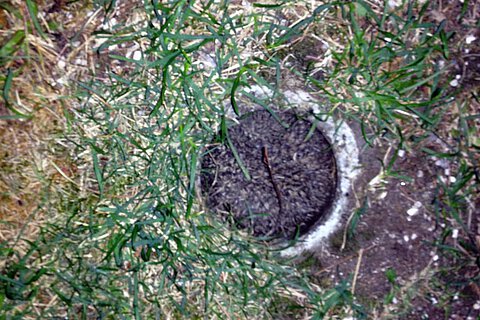 Tierrettung befreit eingeklemmten Igel Tierrettung befreit eingeklemmten Igel