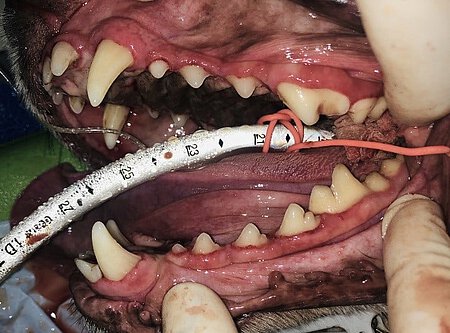 Hundezähne nach einer professionellen Zahnreinigung. Hundezähne nach einer professionellen Zahnreinigung.