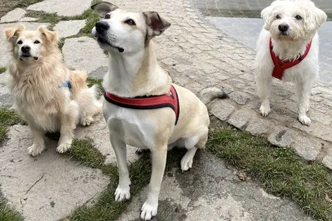 Janosch, Paddy und Ronja.