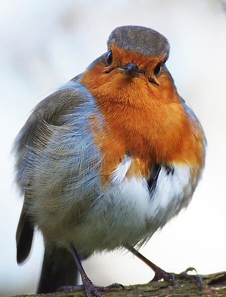 Rotkehlchen Rotkehlchen