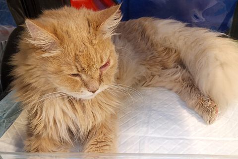 Katze mit geschwollenem Auge Katze mit geschwollenem Auge