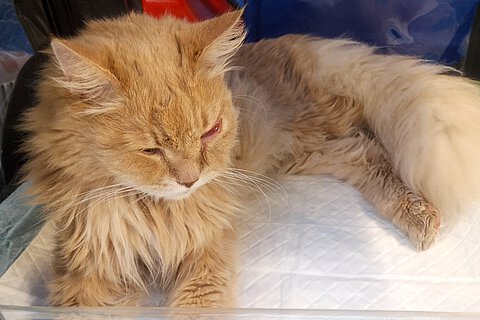 Katze mit geschwollenem Auge 