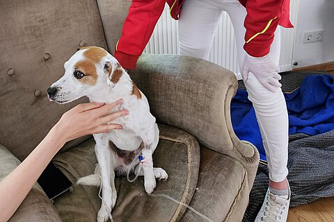 Ignaz war dann schnell wieder wohl auf. Ignaz war dann schnell wieder wohl auf.