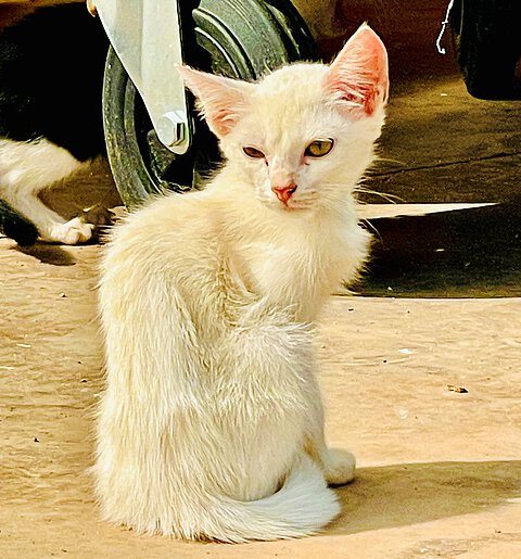 Viele Straßenkatzen haben auf Grund ihrer harten Lebensumstände gesundheitliche Probleme.
