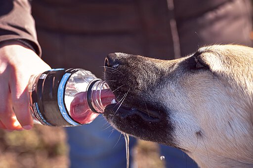 Wasser muss dem Hund immer zur Verfügung gestellt werden Wasser muss dem Hund immer zur Verfügung gestellt werden