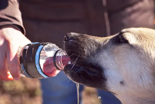Wasser muss dem Hund immer zur Verfügung gestellt werden