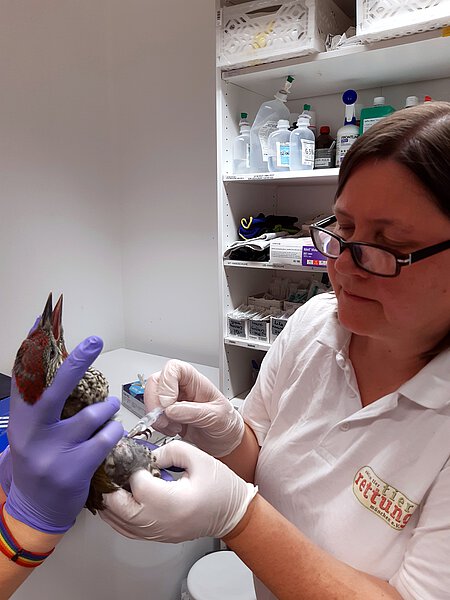 Tierärztin Malgorzata Horvath untersuchte den Grünspecht.