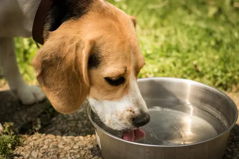 trinkender Hund